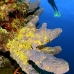 sponge_tube_branching_lw_gc_v_0091_cay1231.jpg